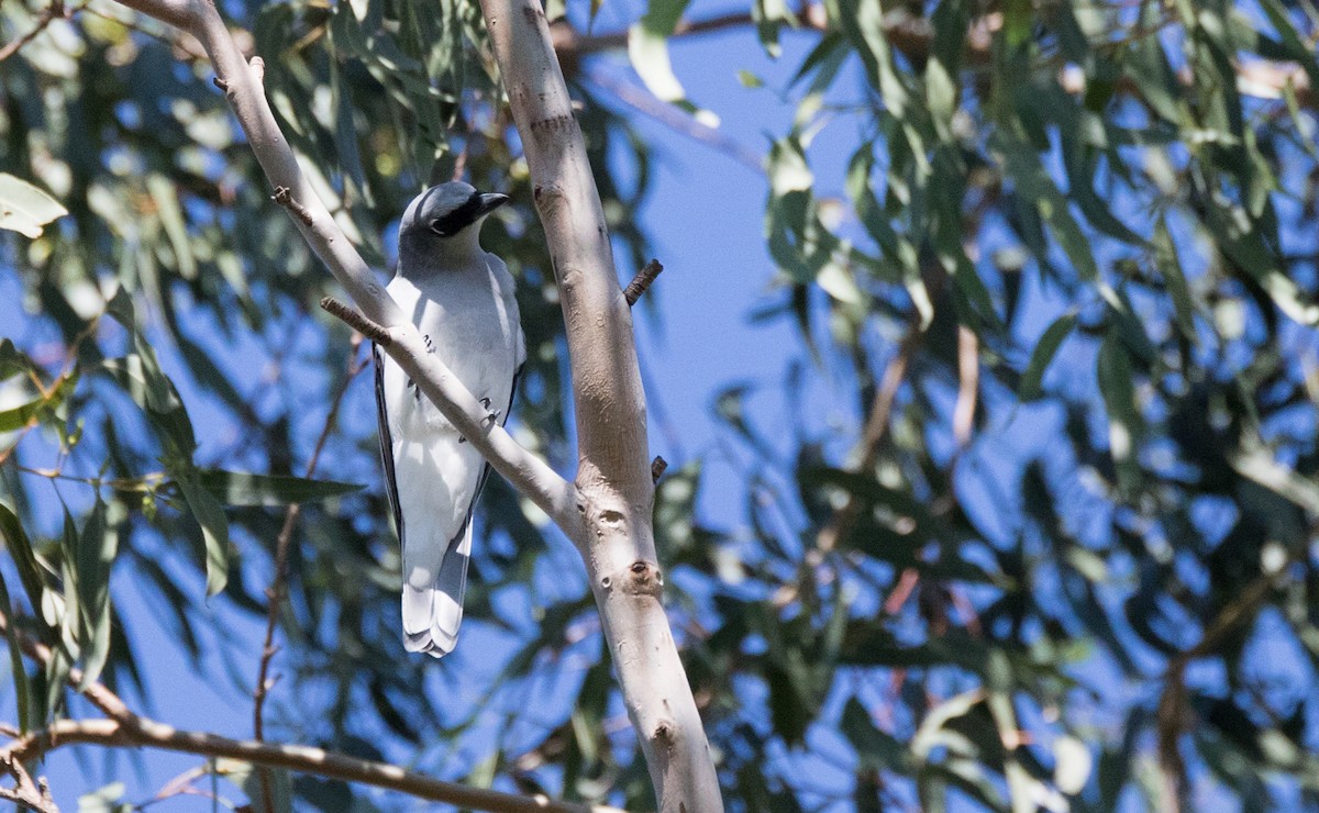 White-bellied Cuckooshrike - ML330002671