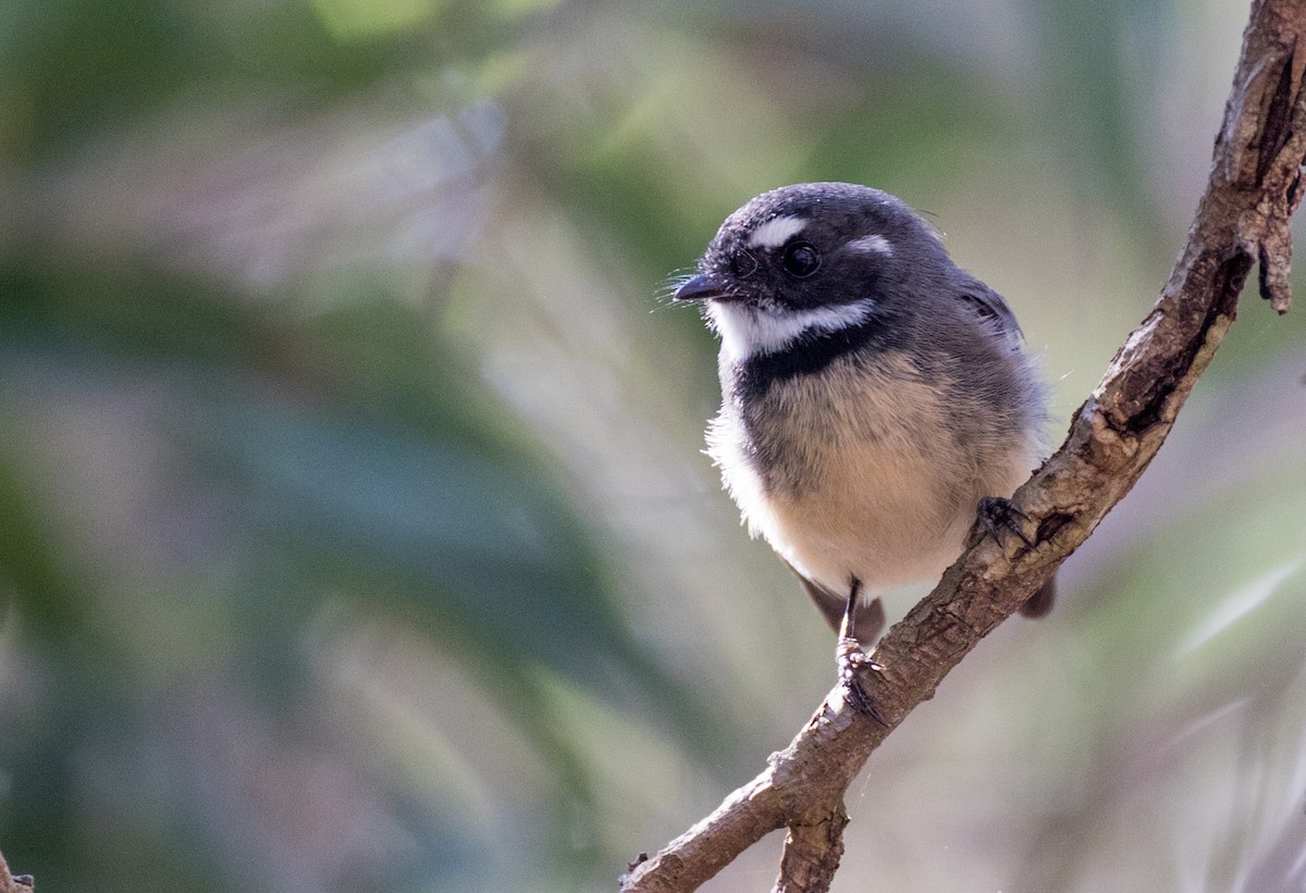 Gray Fantail - Chris Barnes