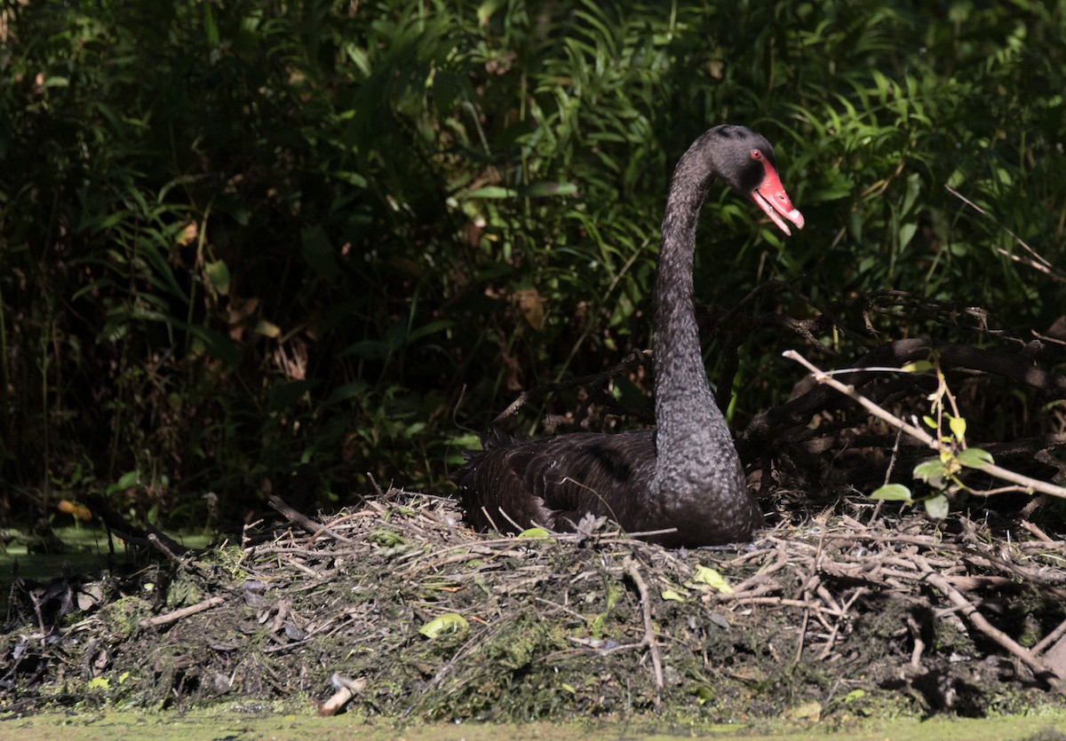 Black Swan - Chris Barnes