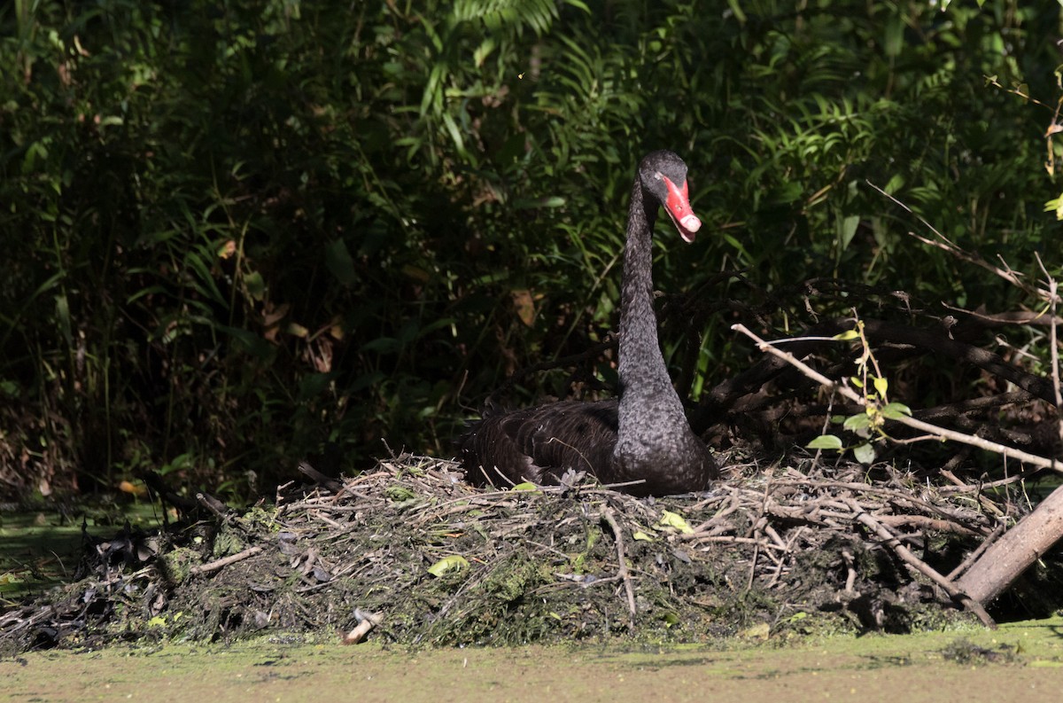 Black Swan - Chris Barnes