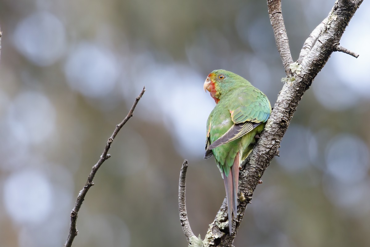 Swift Parrot - Timothy Paasila