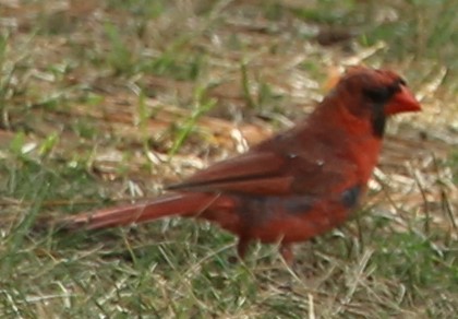 Northern Cardinal - ML33000411