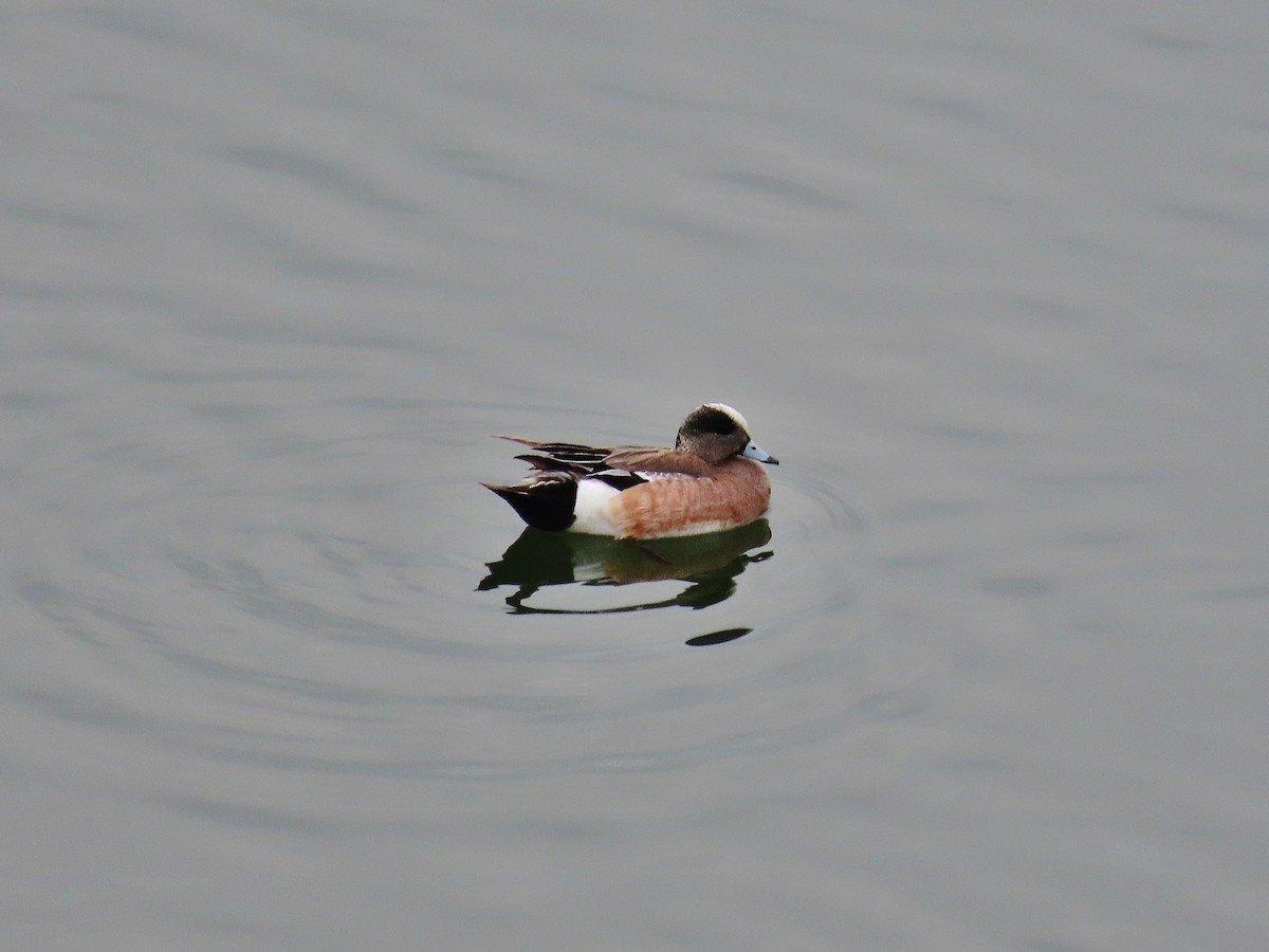 American Wigeon - ML330004231