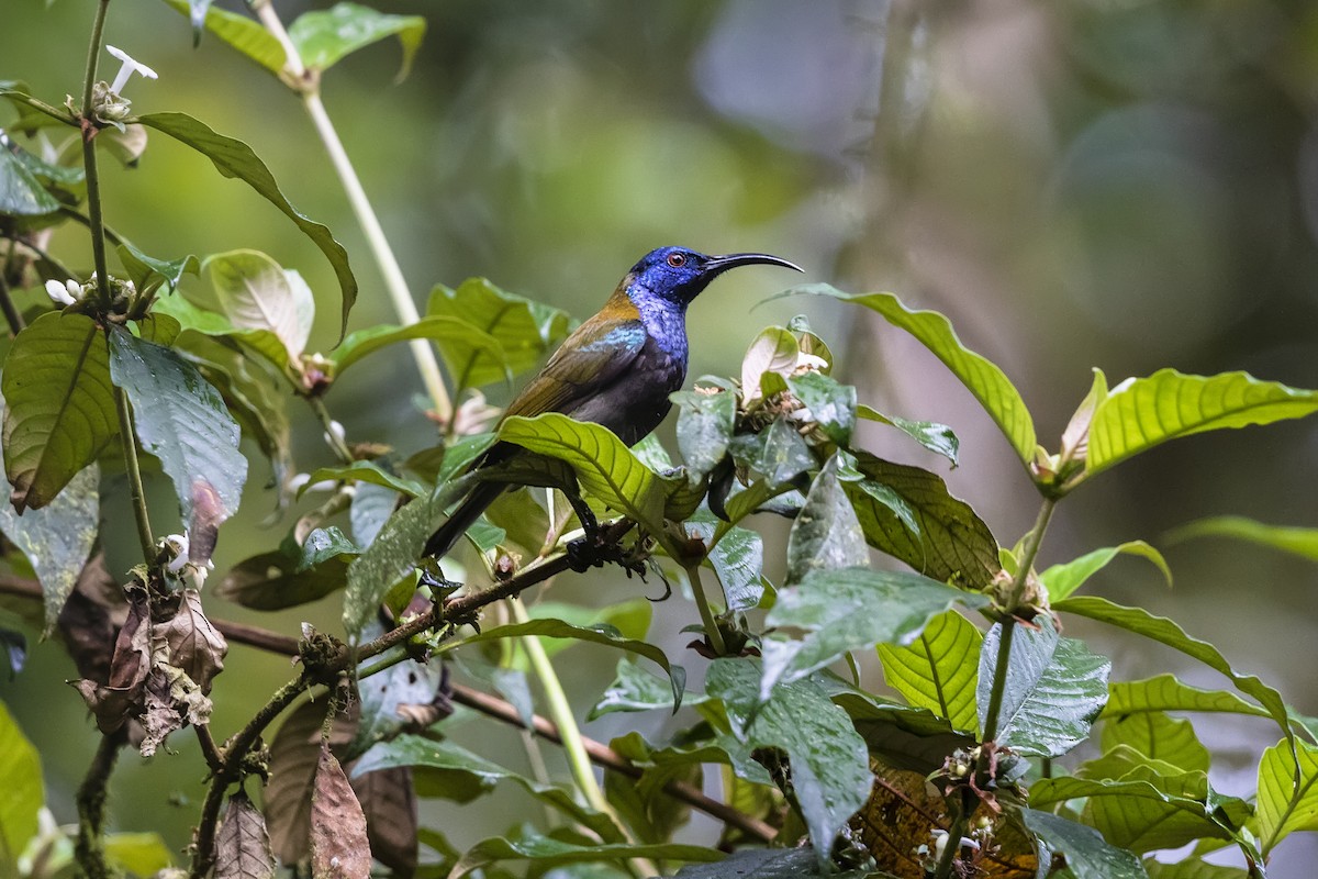 Blue-headed Sunbird - ML330004571
