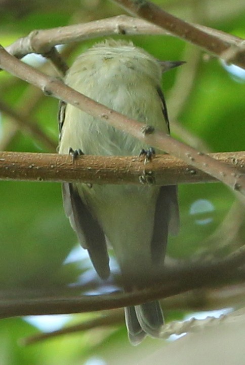 Warbling Vireo - sicloot