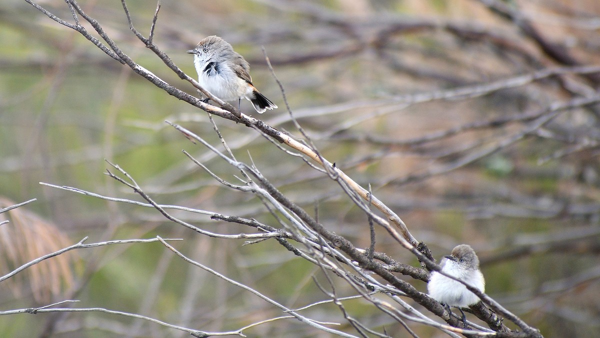 Chestnut-rumped Thornbill - ML330005111