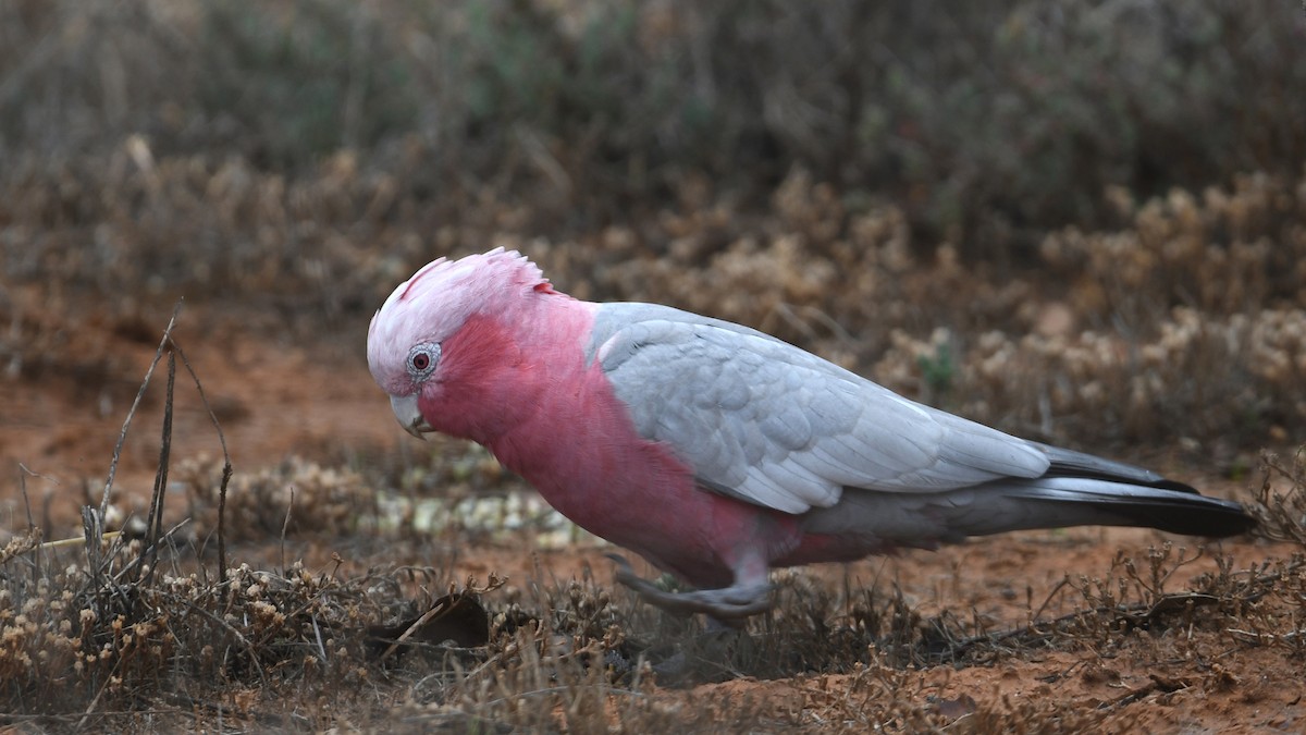 kakadu růžový - ML330005201