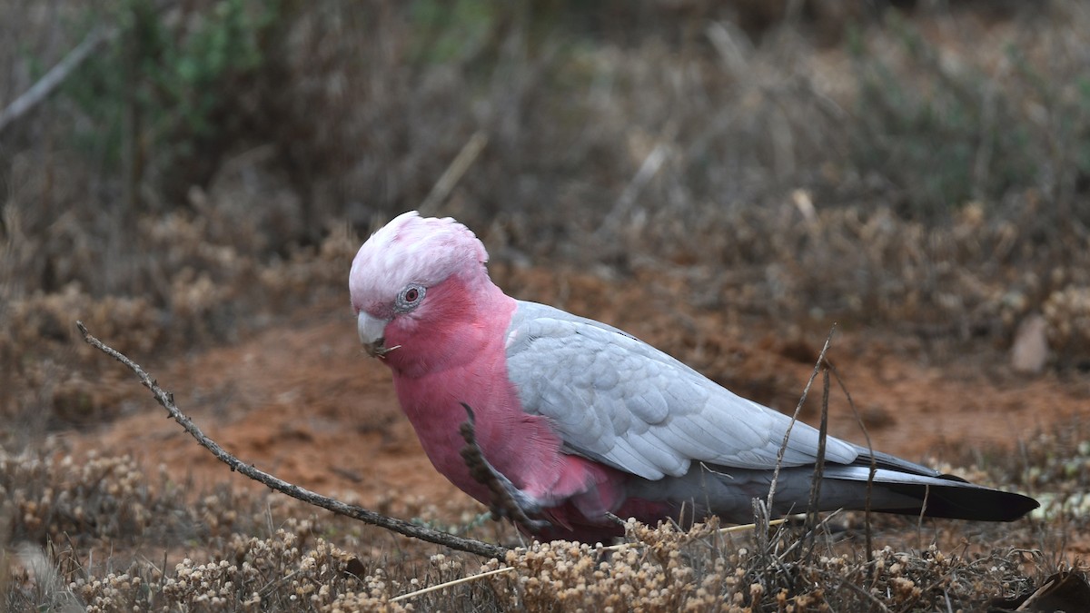 Galah - ML330005261