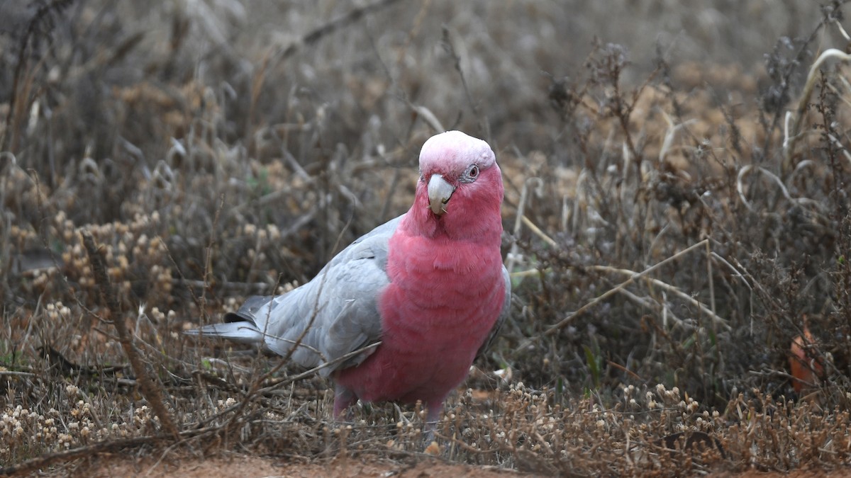 Gül Rengi Kakadu - ML330005391