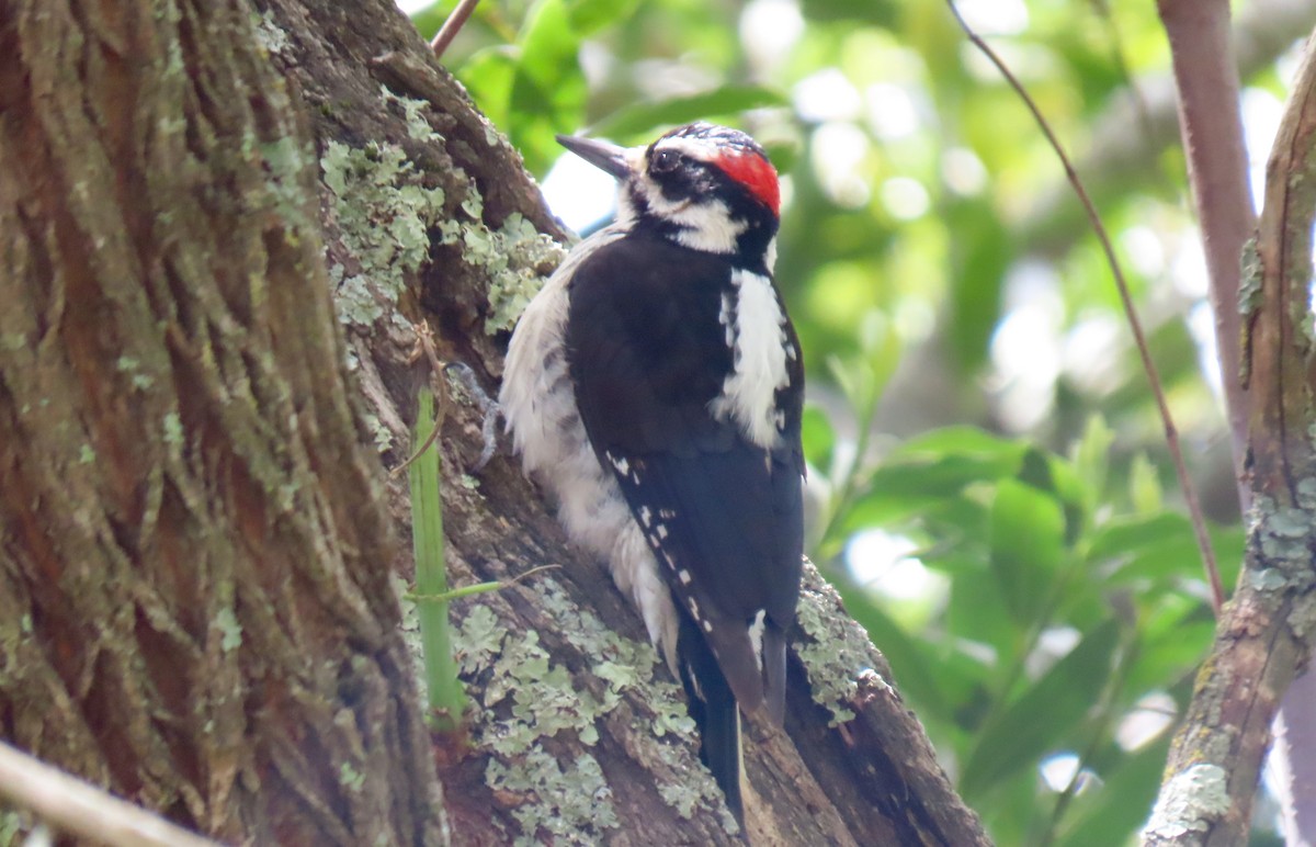 Hairy Woodpecker - ML330005681