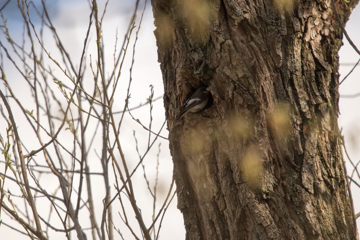 European Pied Flycatcher - ML330006301