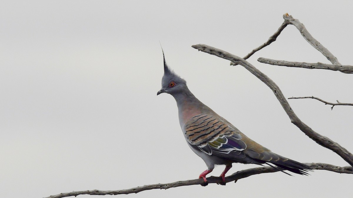 Crested Pigeon - ML330006751