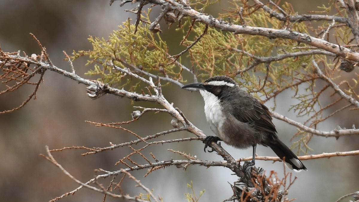 White-browed Babbler - ML330006771