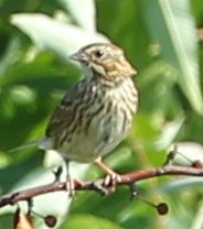 Song Sparrow - ML33000691