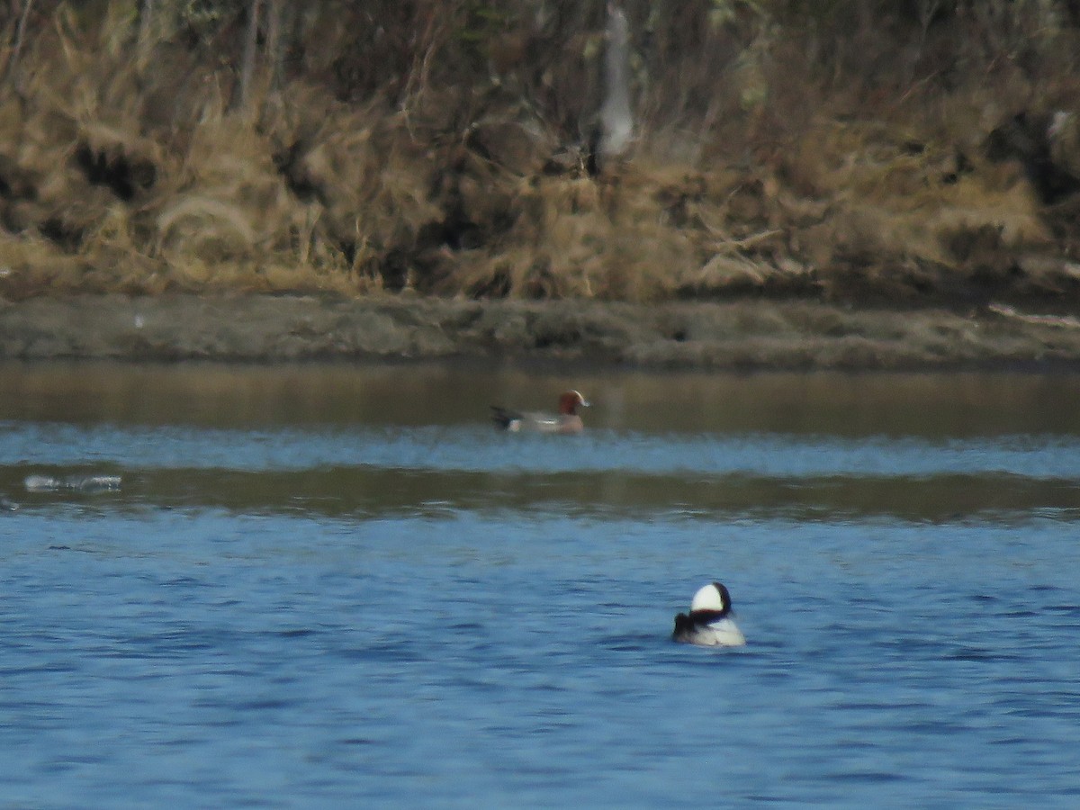 Eurasian Wigeon - Gerald Frost