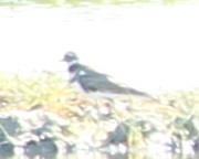 Killdeer - ML33000771