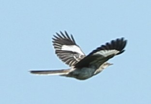 Northern Mockingbird - sicloot