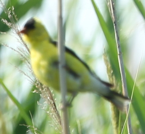 American Goldfinch - ML33000831