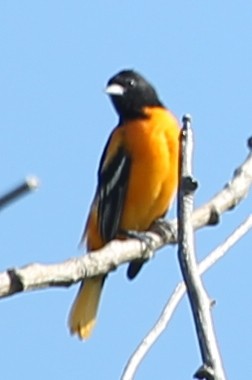 Baltimore Oriole - ML33000841