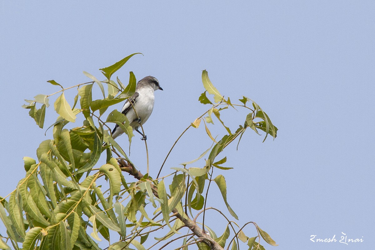 Weißbauch-Mennigvogel - ML330010181