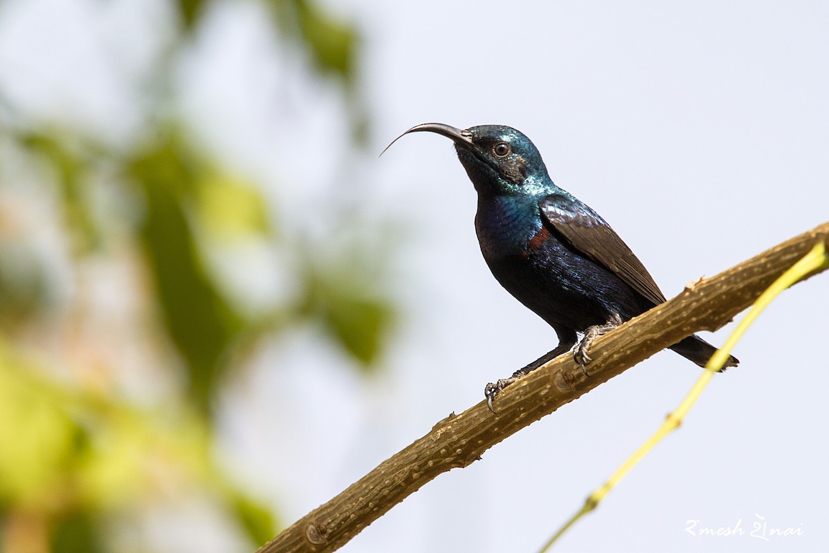 Purple Sunbird - ML330010321