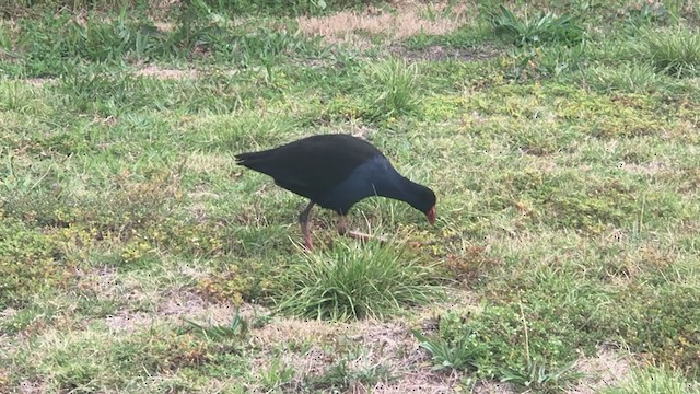 Australasian Swamphen - ML330011181