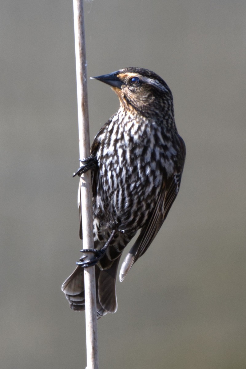 Red-winged Blackbird (Red-winged) - ML330011511