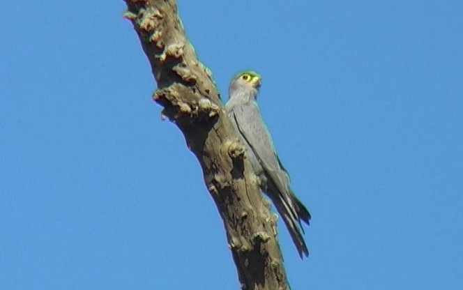 Gray Kestrel - Josep del Hoyo