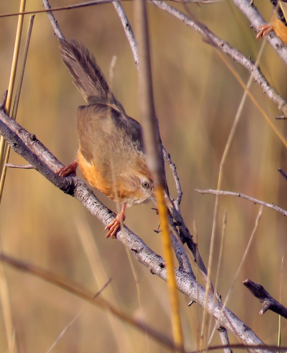 Tawny-bellied Babbler - ML330012351