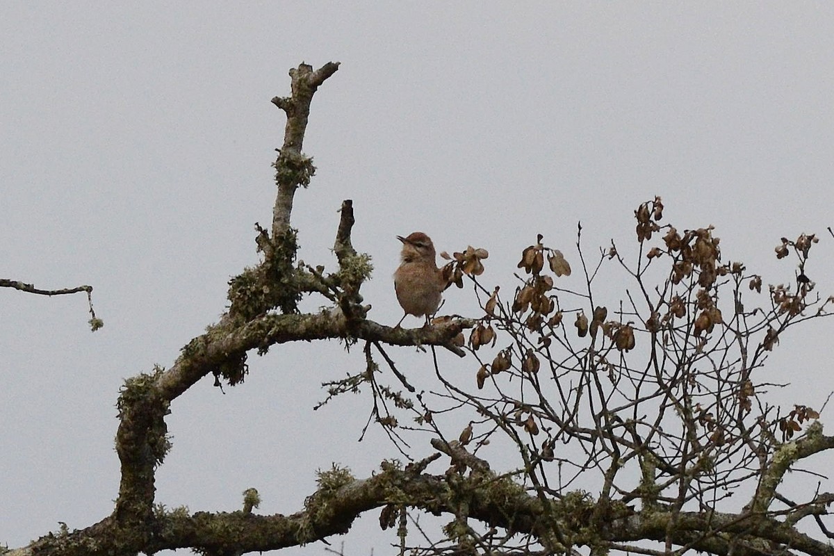 Rufous-tailed Scrub-Robin - ML330012411