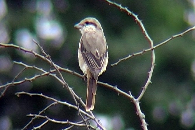 Isabelline Shrike (Daurian) - Josep del Hoyo