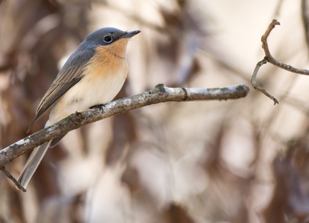 Leaden Flycatcher - Chris Barnes