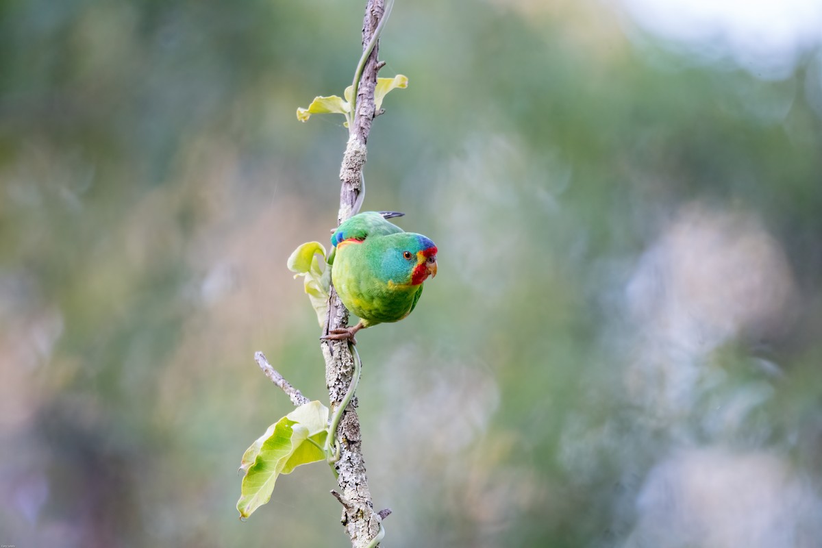 Swift Parrot - Cary Lewis