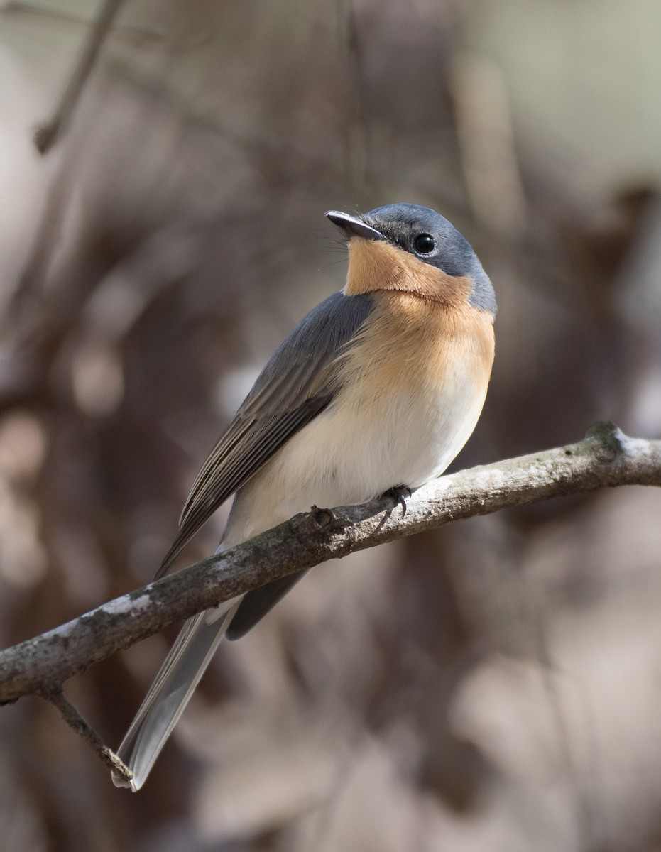 Leaden Flycatcher - Chris Barnes