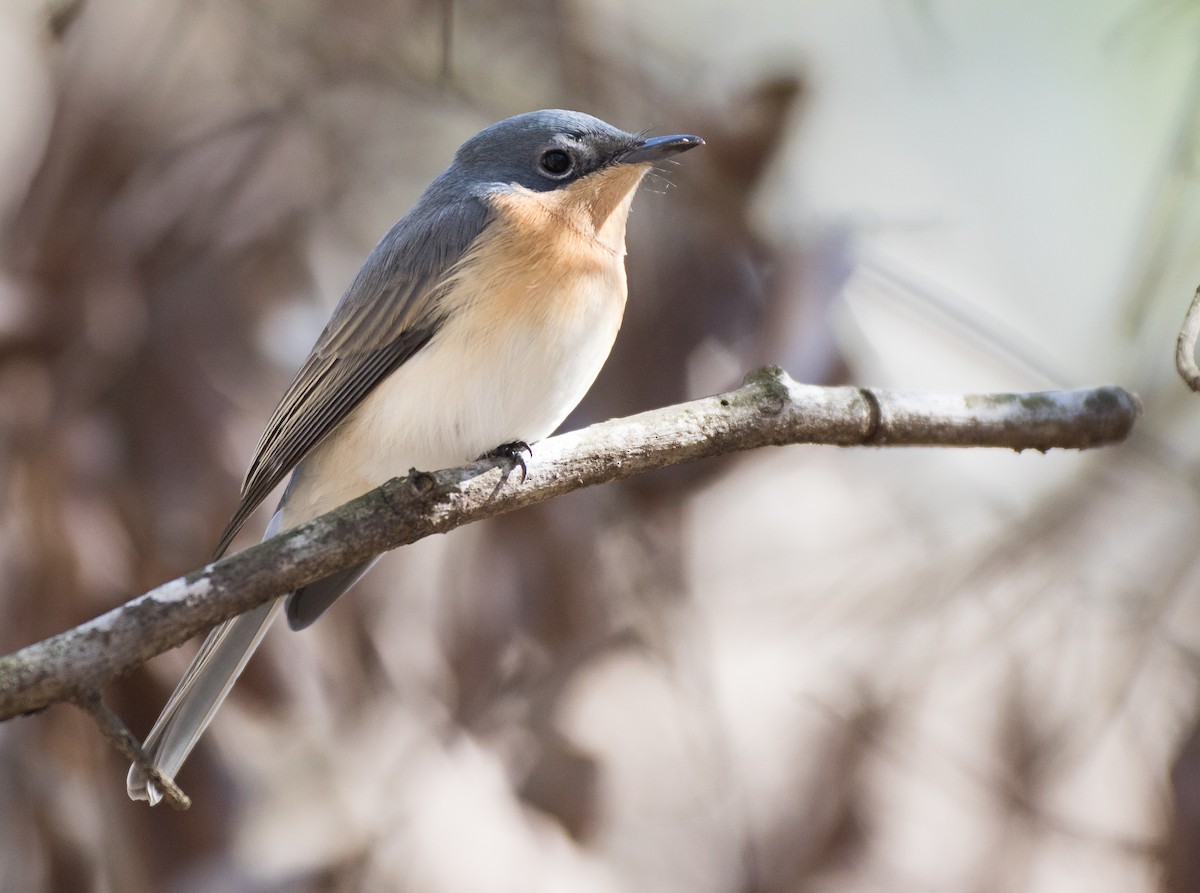 Leaden Flycatcher - Chris Barnes