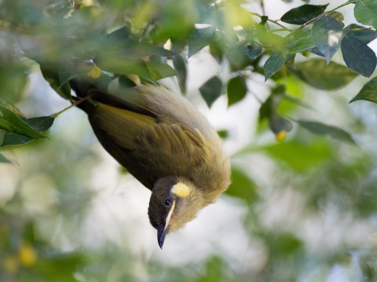 Lewin's Honeyeater - ML330014241