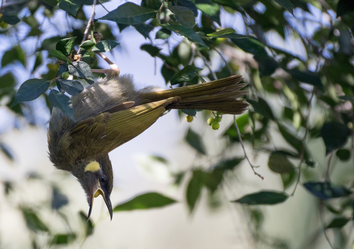 Lewin's Honeyeater - ML330014251