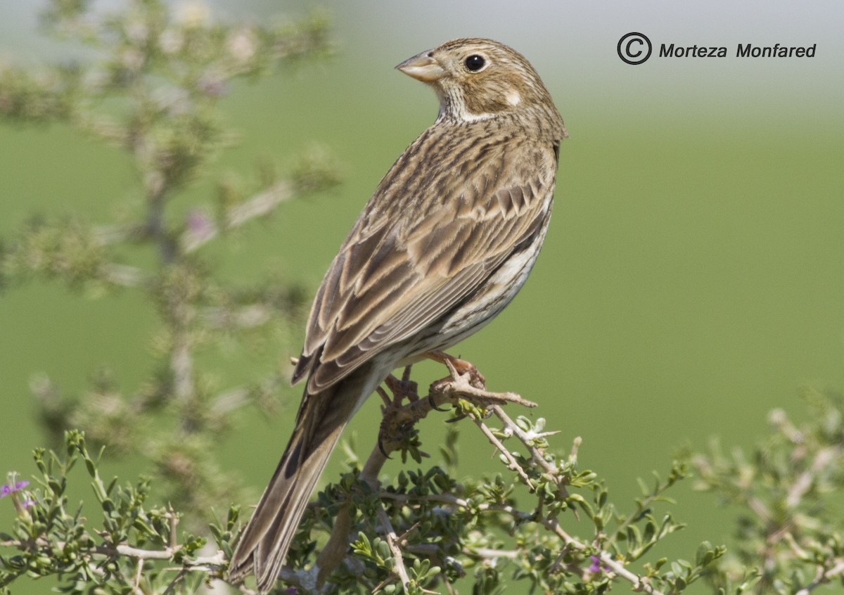 Corn Bunting - ML330014561