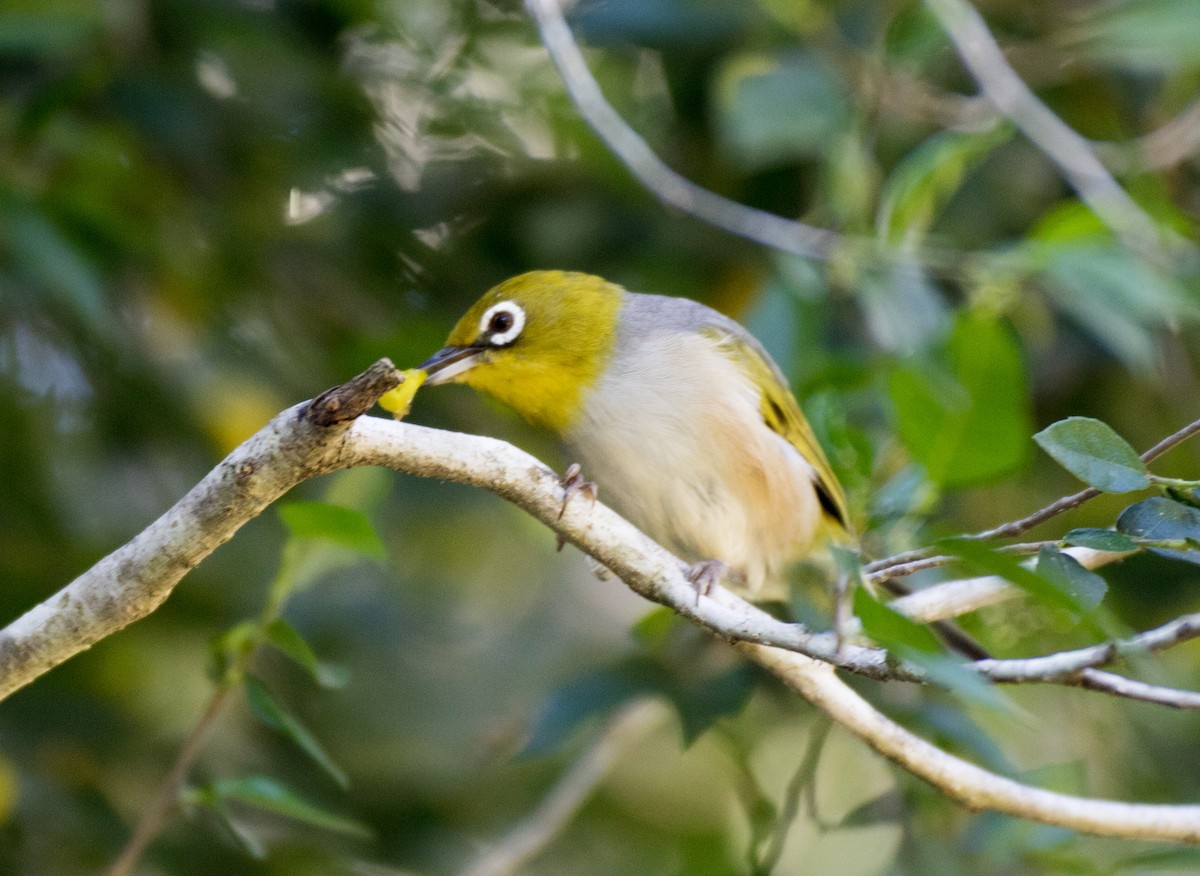 Silvereye - Chris Barnes