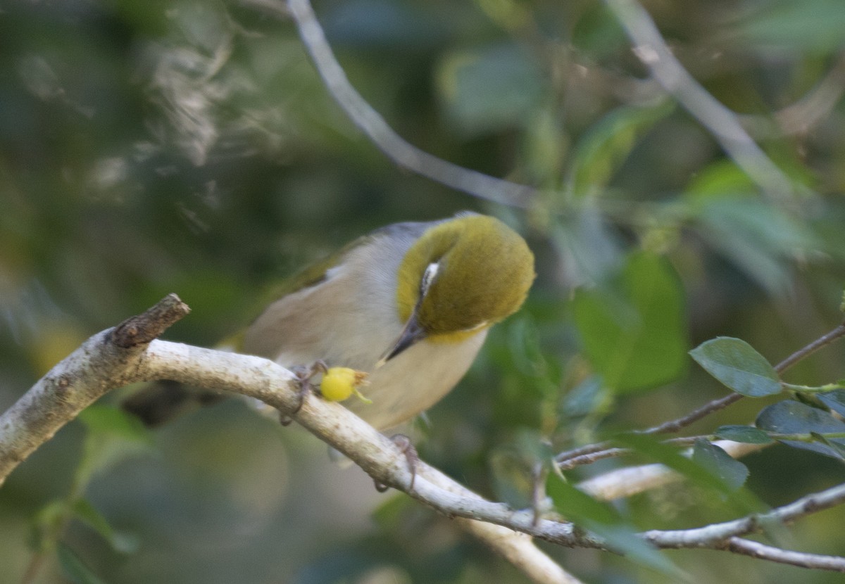 Silvereye - Chris Barnes