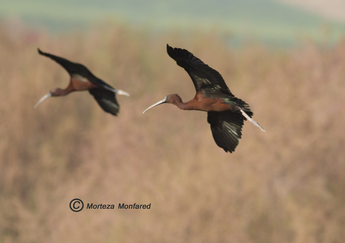 Glossy Ibis - ML330014651