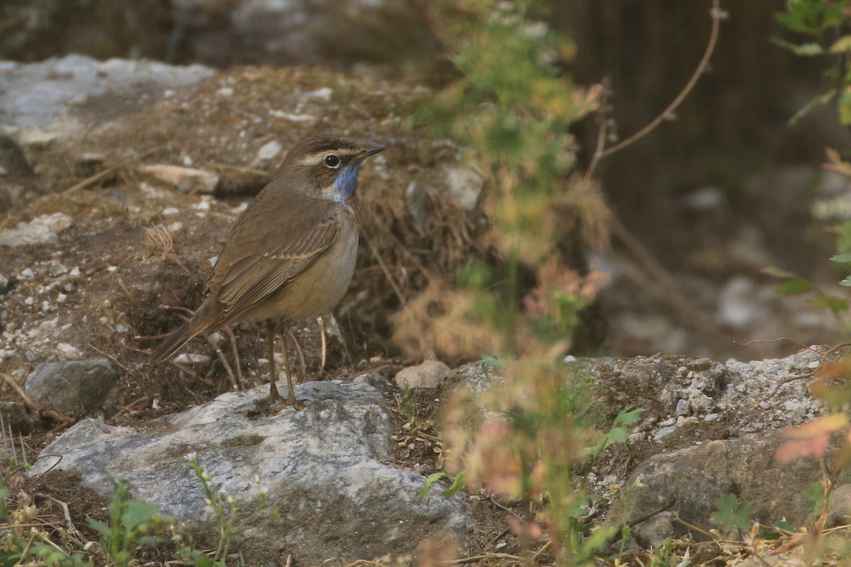 Bluethroat - ML330015081