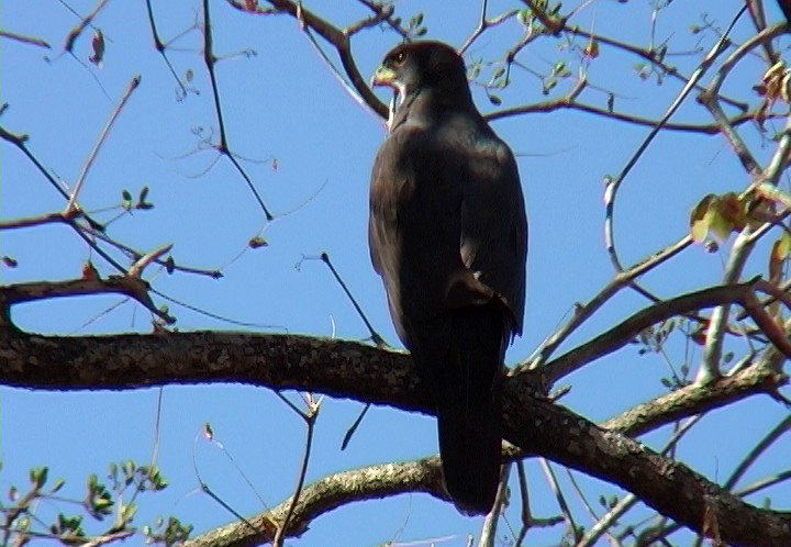 Black Goshawk - ML330017251