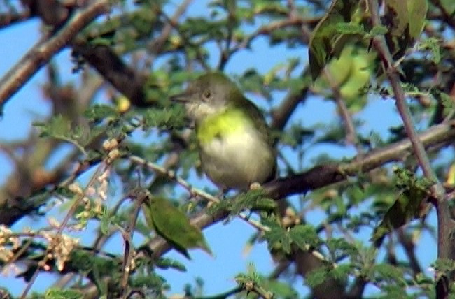 Yellow-breasted Apalis (Brown-tailed) - ML330018101