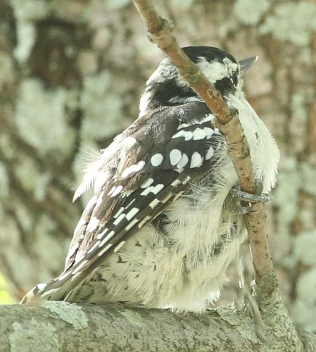 Downy Woodpecker - ML33001821