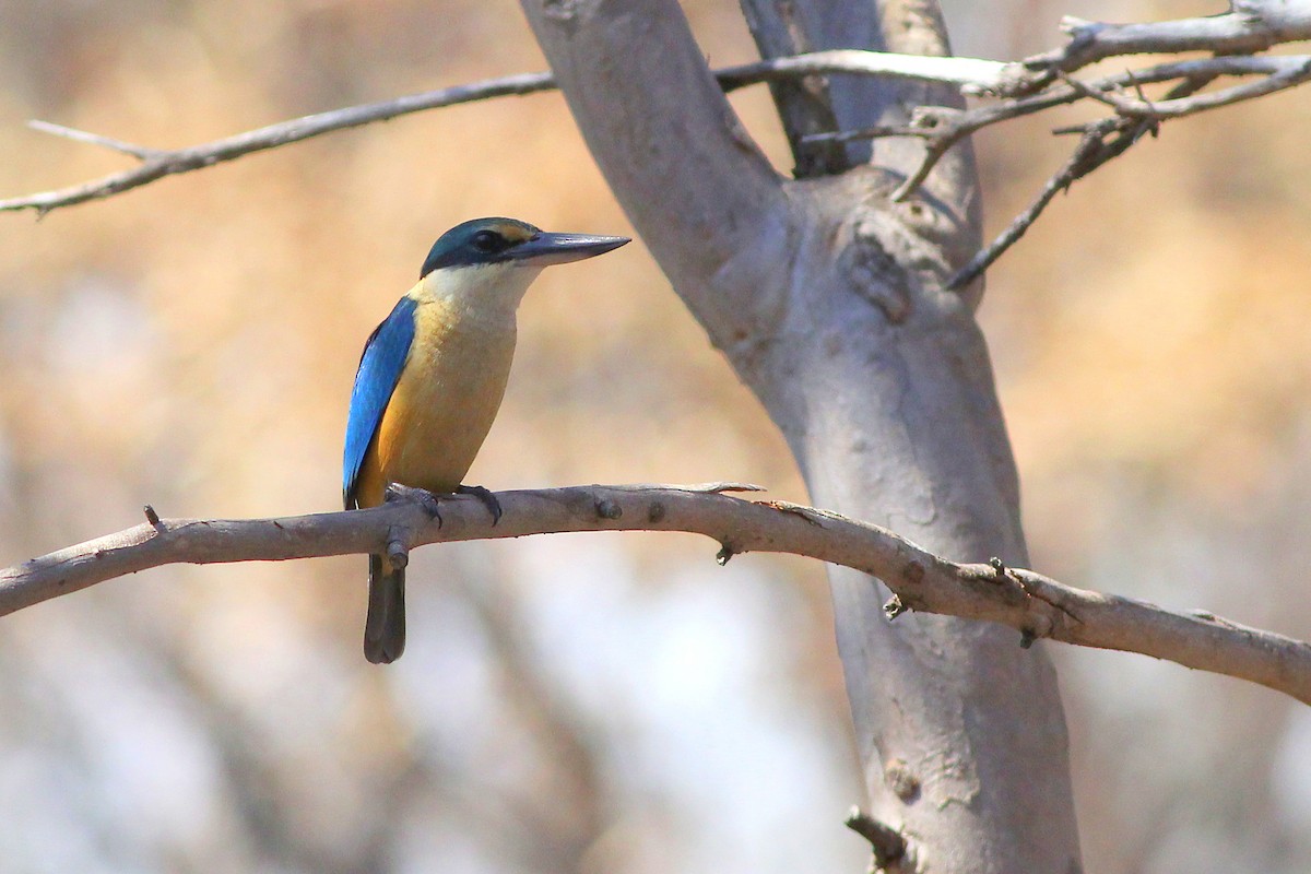 Sacred Kingfisher (Australasian) - ML330018261