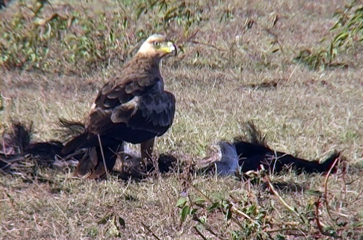 Tawny Eagle - ML330018691