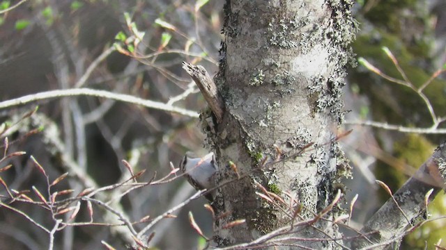 Eurasian Treecreeper - ML330019121