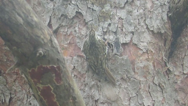 Eurasian Treecreeper - ML330020461