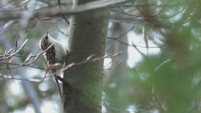 Eurasian Treecreeper - ML330020731